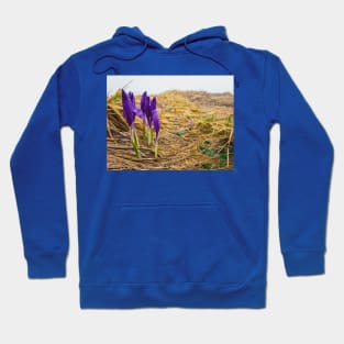 Alpine crocuses Hoodie